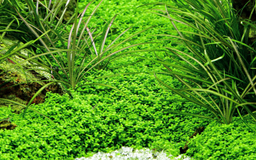 Micranthemum callitrichoides / Hemianthus callitrichoides 'Cuba' - Kubanisches Perlkraut 1-2-Grow!